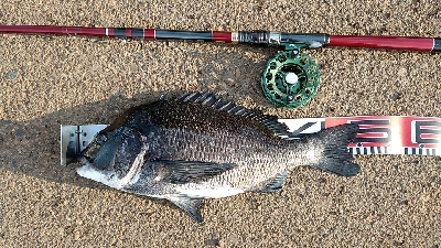 3尾・50cmの壁越えなるか