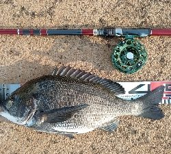 連休のシメにクロダイを