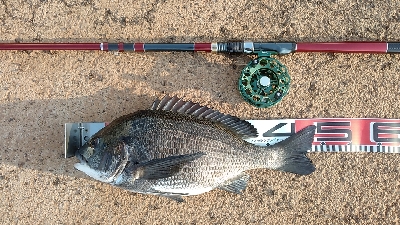 連休のシメにクロダイを