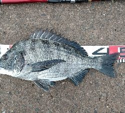 やっぱ最盛期ですね