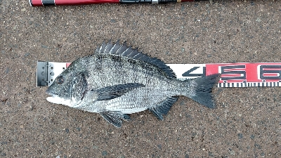 やっぱ最盛期ですね