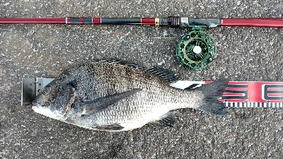 今日はハリス切れなし