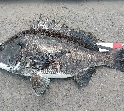 連日釣れました