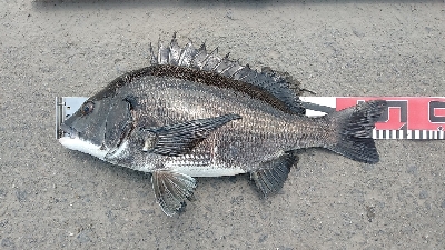 連日釣れました