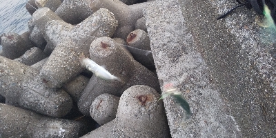 ガシラ3匹、サバ3匹