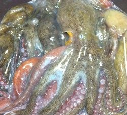 雨の中沖堤防で