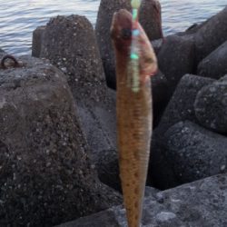 ショアジギ開始までのエギングてアオリイカ！