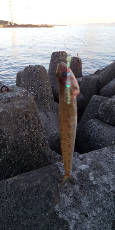 ショアジギ開始までのエギングてアオリイカ！