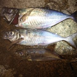 久々にいいサイズ