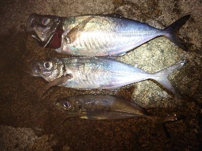 久々にいいサイズ