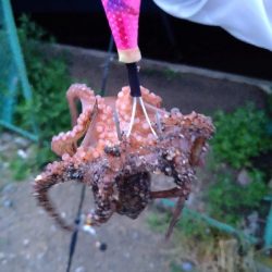 600グラムオーバー