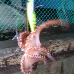 雨の日はあたりが小さい?