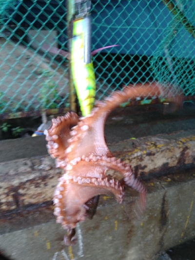 雨の日はあたりが小さい?