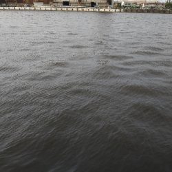 ライトタックルでサバ祭