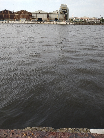 ライトタックルでサバ祭