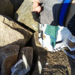 大塩海岸のキス釣り