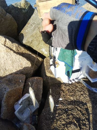 大塩海岸のキス釣り