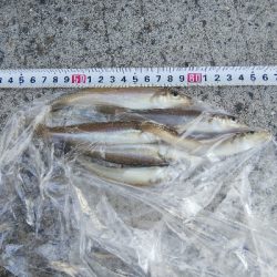 苅屋海岸のキス釣り