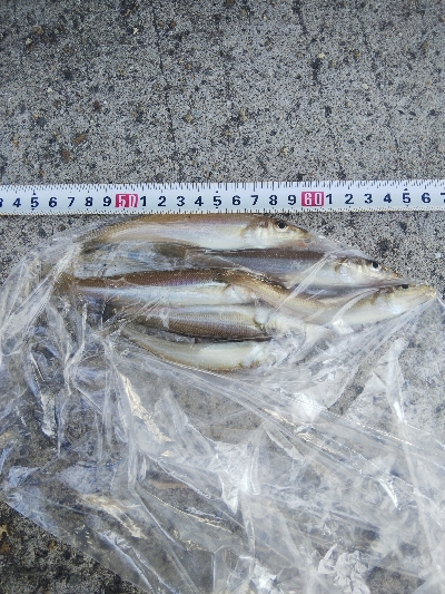 苅屋海岸のキス釣り