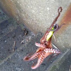 キロオーバー期待するも