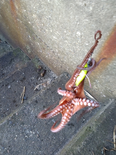 キロオーバー期待するも