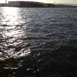 強風の中、ルアーチェンジ１投目にヒット