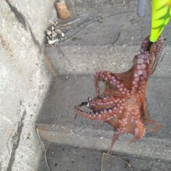 バースデータコ