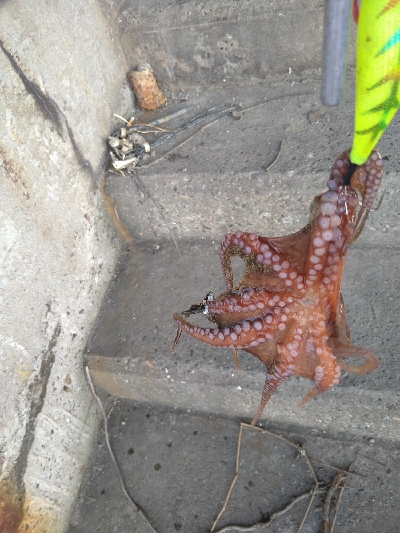 バースデータコ