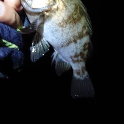 連日のメバリング