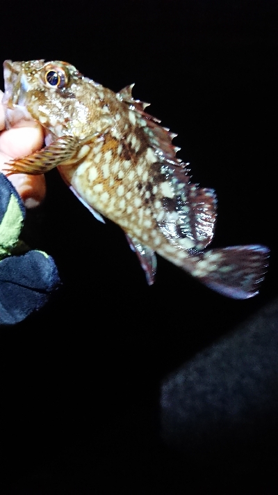 まだまだメバル。