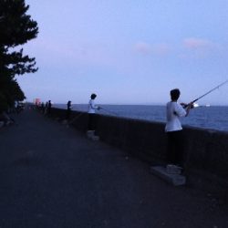 タチウオの時合い