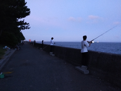 タチウオの時合い