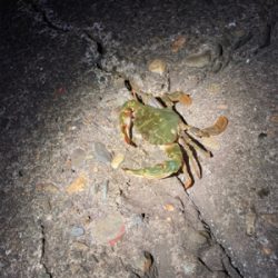 シーンと静まりかえった水面からガバっ!