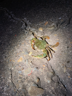 シーンと静まりかえった水面からガバっ!