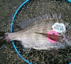 『釣りデビュー(^^)』189日目