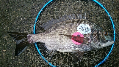 『釣りデビュー(^^)』189日目