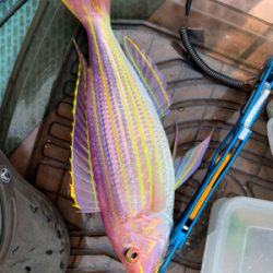 いつものポイントでジギング、タイラバ釣行