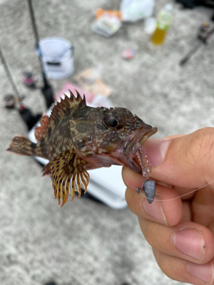 マイクロジグでメバル