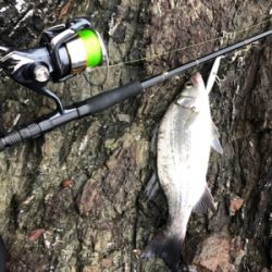 青物からのヒラスズキ