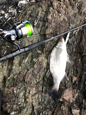 青物からのヒラスズキ