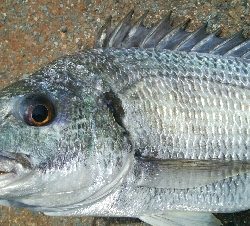 『釣りデビュー(^-^*』191日目