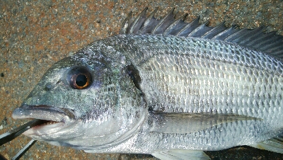 『釣りデビュー(^-^*』191日目