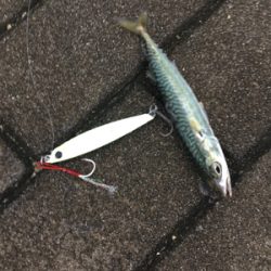 久しぶりLSJするもボトムで小鯖ばかり。。