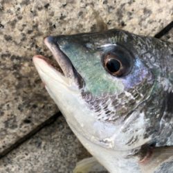 小潮の下潮でエビ撒き