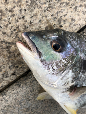 小潮の下潮でエビ撒き