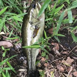 バス釣りええ感じ