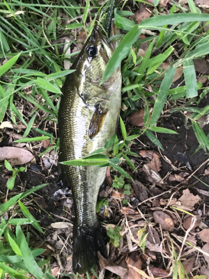 バス釣りええ感じ