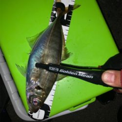 まだまだ少ないアジ・・・