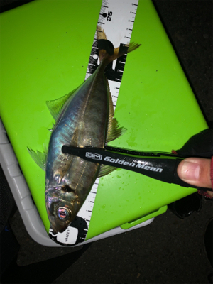 まだまだ少ないアジ・・・