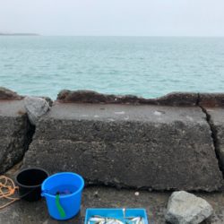 豆アジ、豆サバ